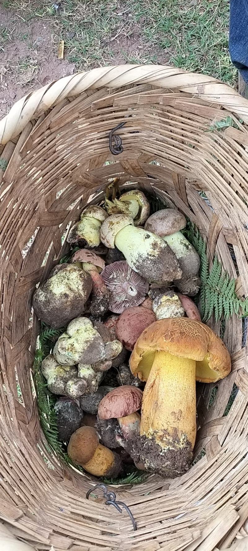 野生菌陆续上市需要的联系