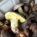 野生菌陆续上市需要的联系