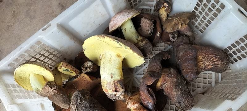野生菌陆续上市需要的联系