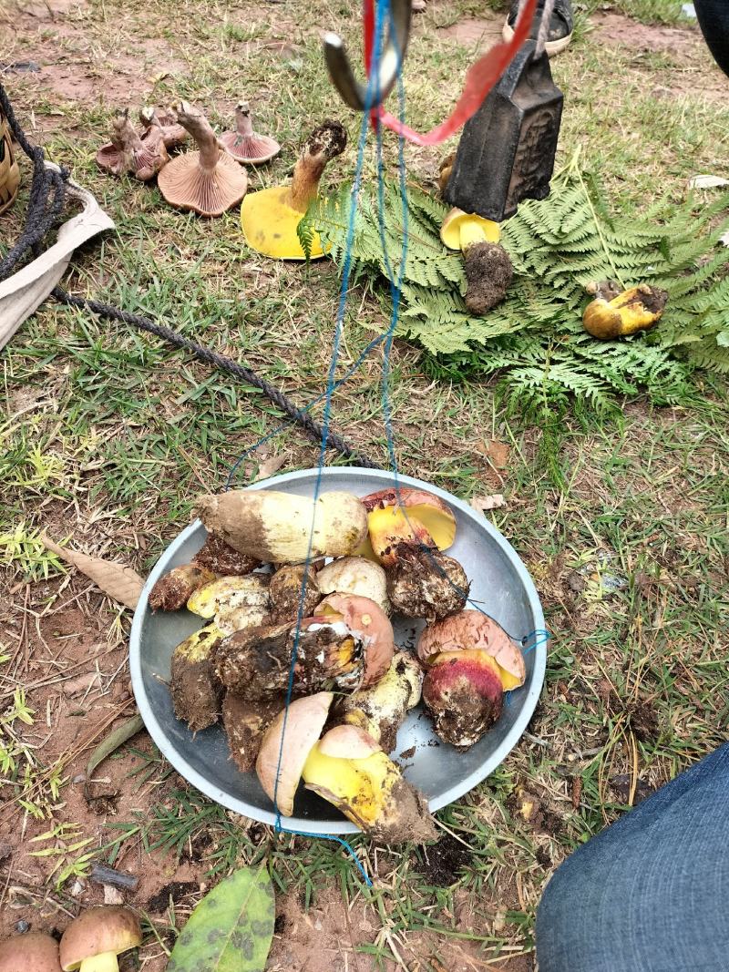 野生菌陆续上市需要的联系
