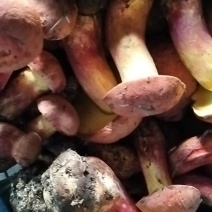 野生菌陆续上市需要的联系