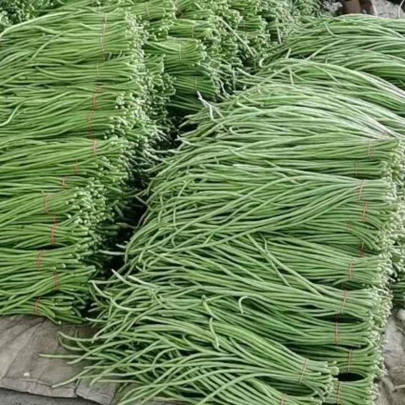长豆角，精品长豆角，大量上市中，产地直销，对接全国商超，
