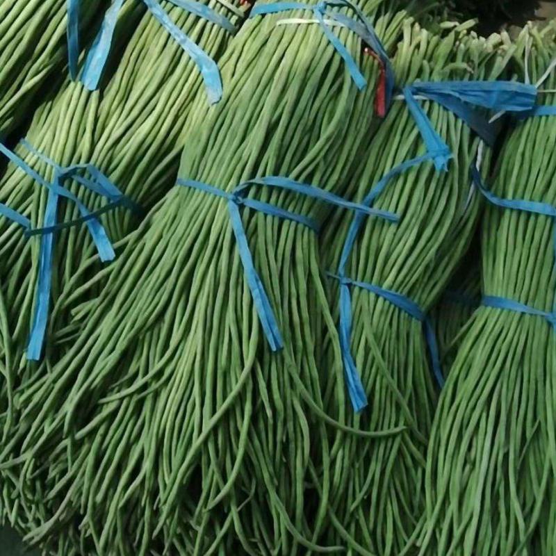 长豆角，精品长豆角，大量上市中，产地直销，对接全国商超，
