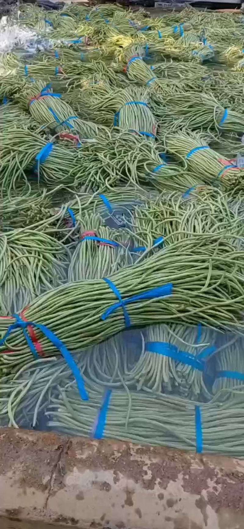 长豆角，精品长豆角，大量上市中，产地直销，对接全国商超，