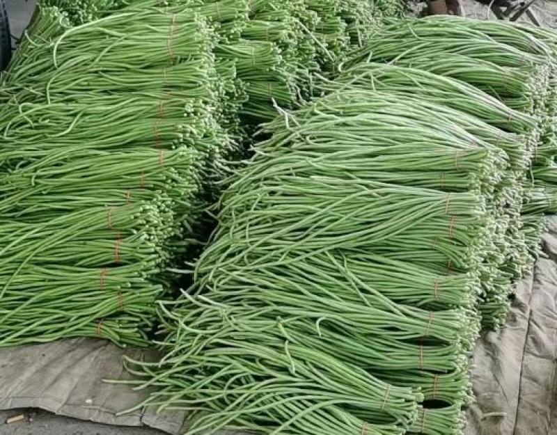 长豆角，精品长豆角，大量上市中，产地直销，对接全国商超，