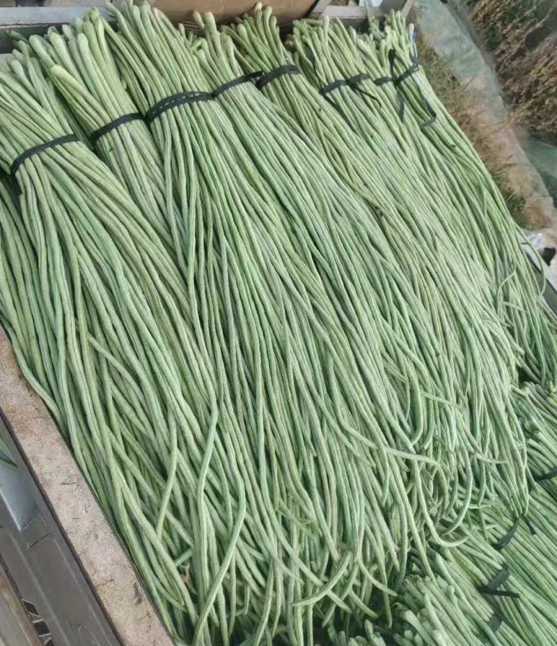 长豆角，精品长豆角，大量上市中，产地直销，对接全国商超，