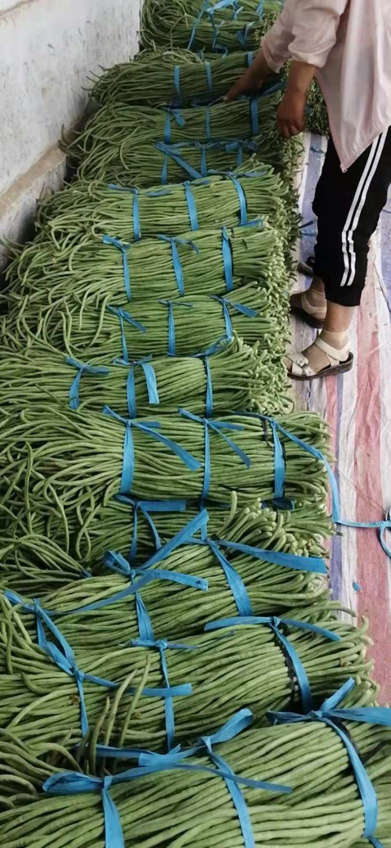 长豆角，精品长豆角，大量上市中，产地直销，对接全国商超，