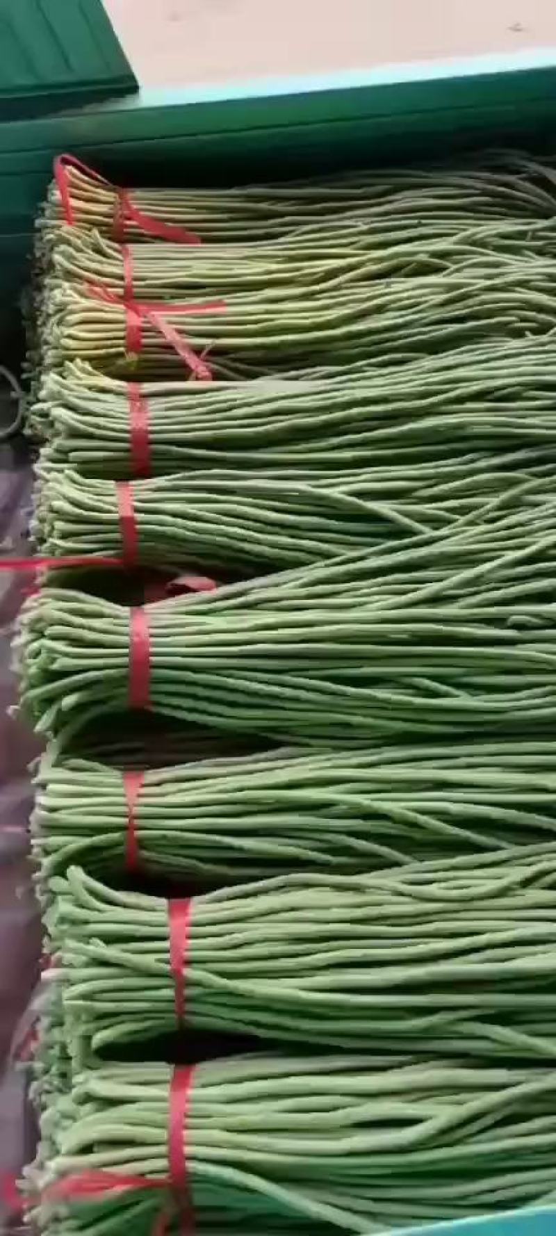 长豆角，精品长豆角，大量上市中，产地直销，对接全国商超，