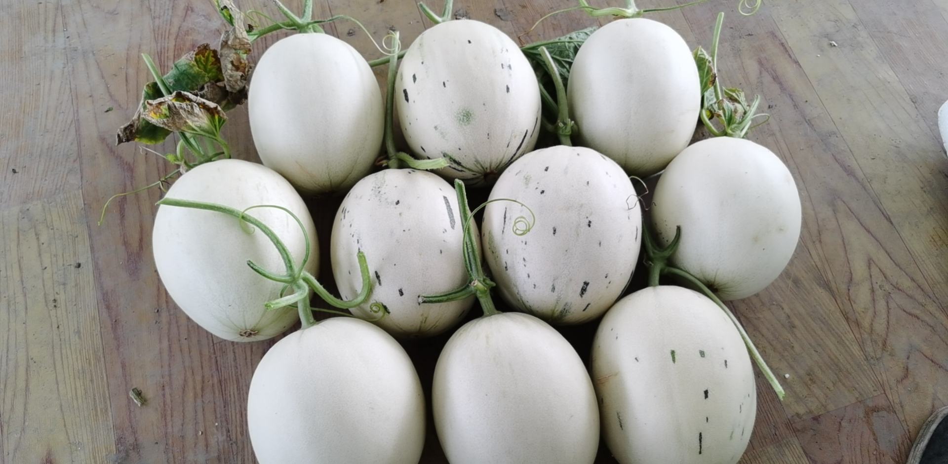 玉菇甜瓜图展示其完整外观