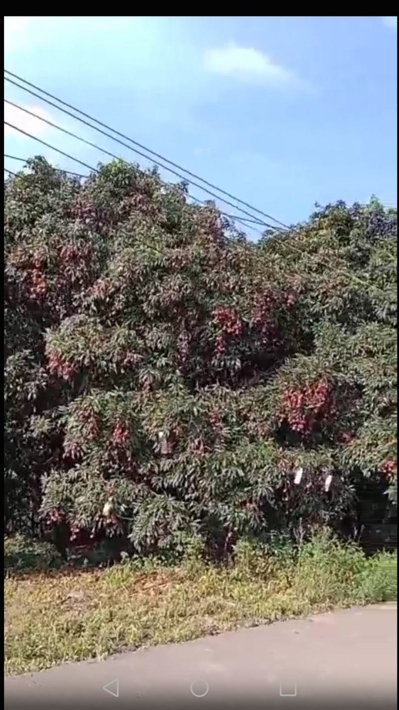 广西钦南区附近的黑叶荔枝产地直发