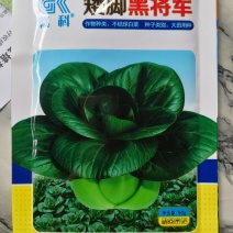 矮脚黑将军，青梗菜品种，具有冬性强品质好束腰明显等特点。