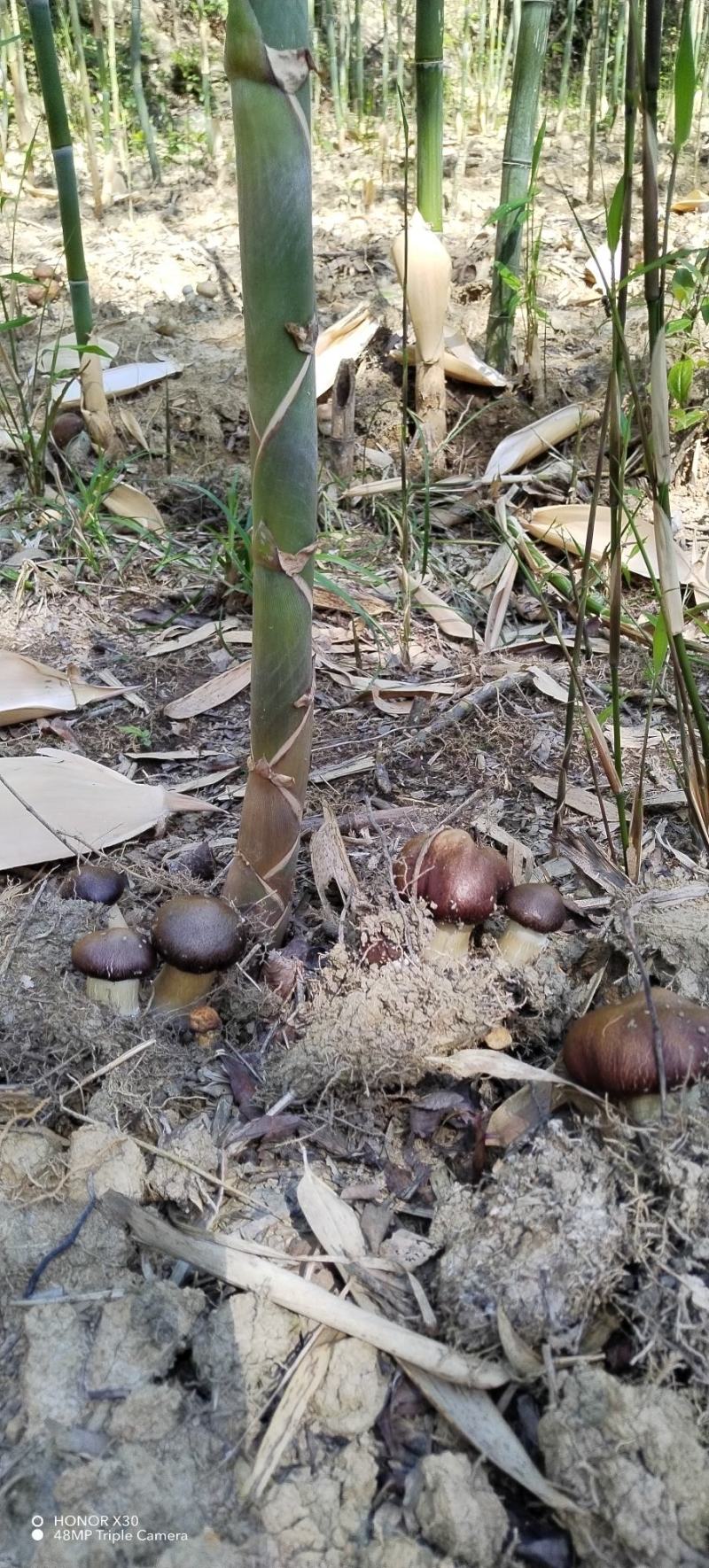 赤松茸！竹林下原生态野生生长！预售商超大量采购商