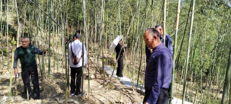 赤松茸！竹林下原生态野生生长！预售商超大量采购商
