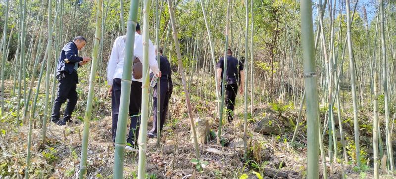 赤松茸！竹林下原生态野生生长！预售商超大量采购商