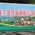 赤松茸！竹林下原生态野生生长！预售商超大量采购商