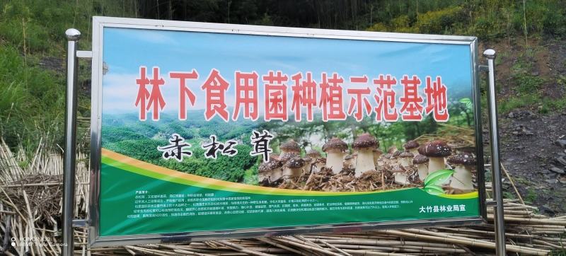 赤松茸！竹林下原生态野生生长！预售商超大量采购商