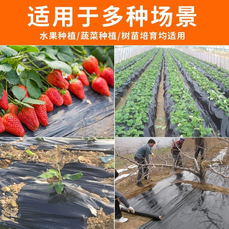 黑色打孔地膜-白菜萝卜蔬菜苍术中药材全新料