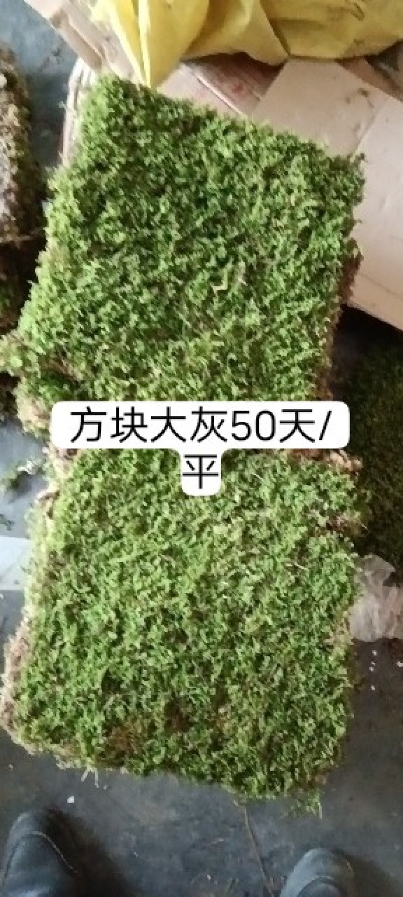 苔藓