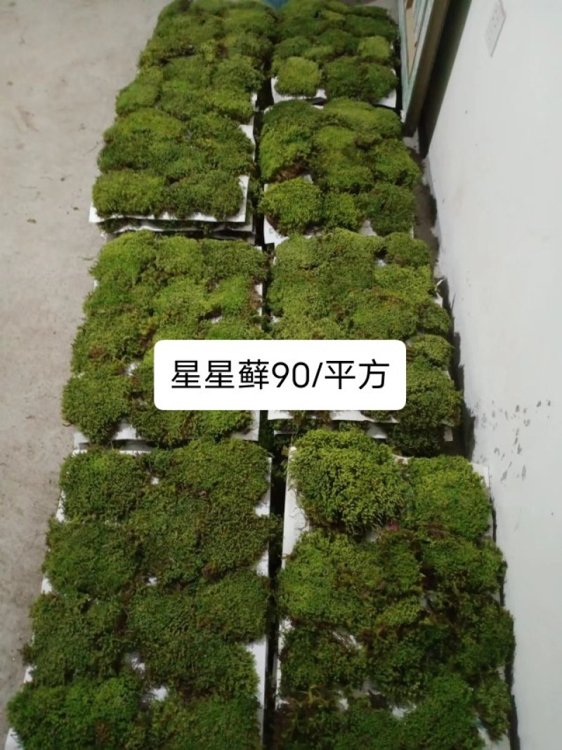 苔藓