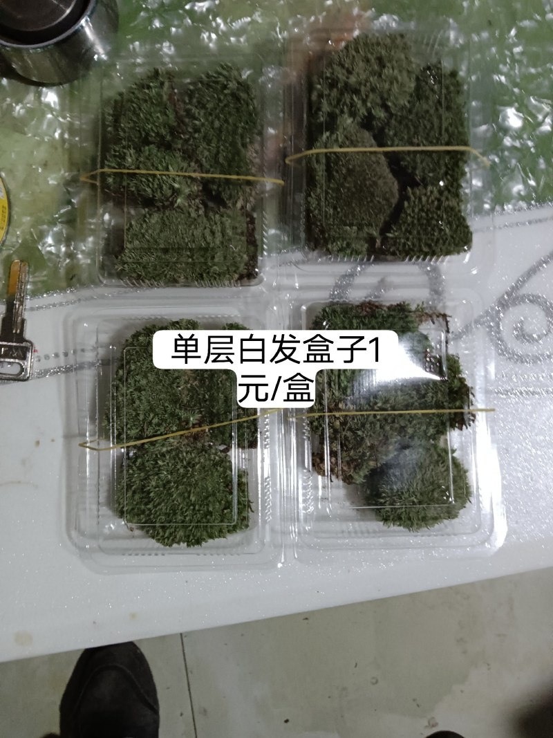 苔藓