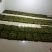 苔藓