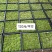 苔藓