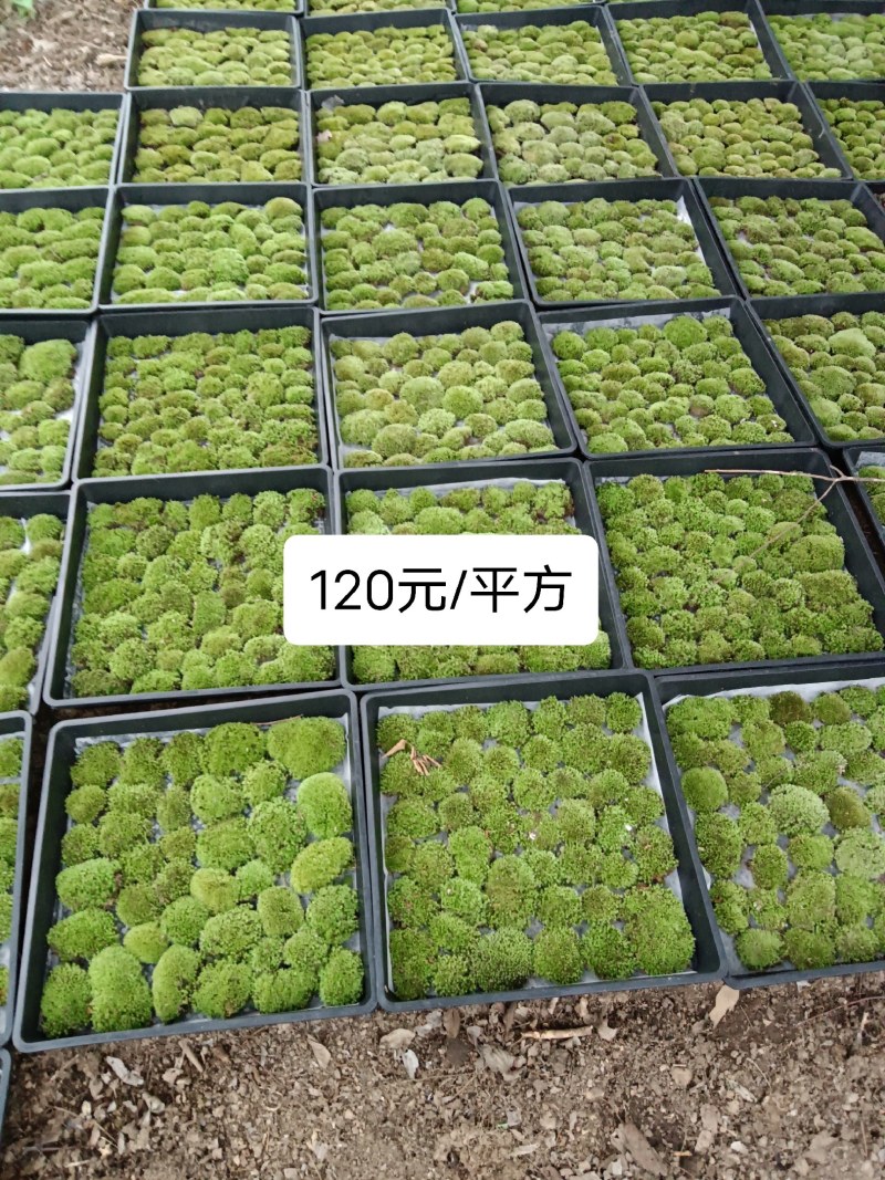 苔藓
