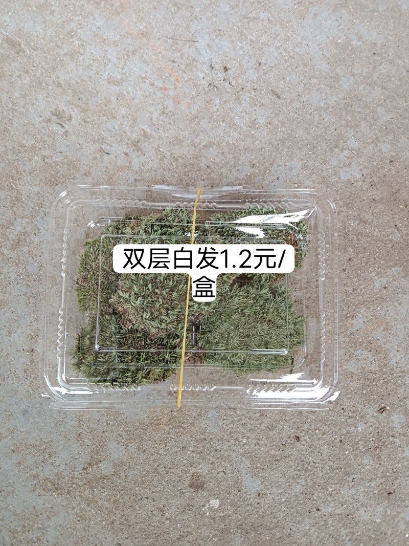 苔藓