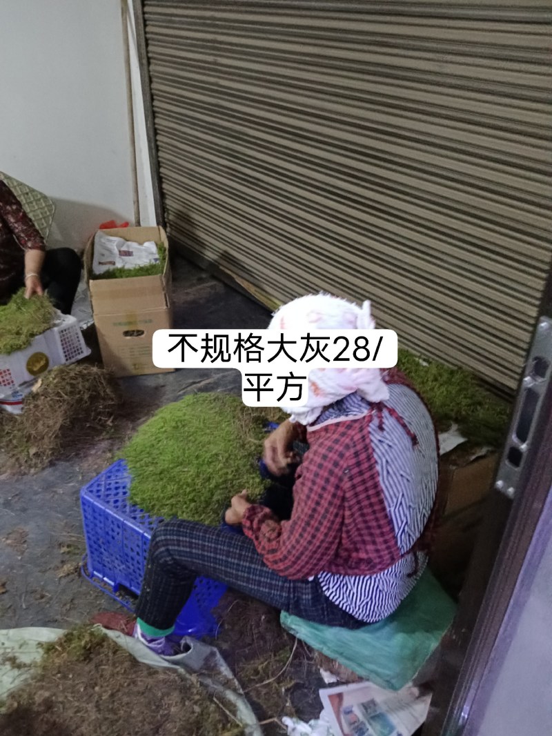 苔藓