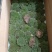 苔藓