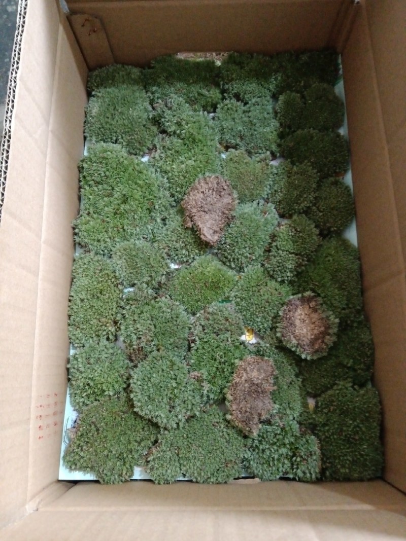 苔藓