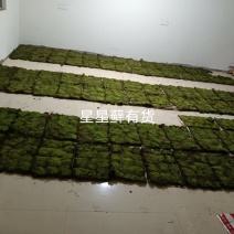 苔藓