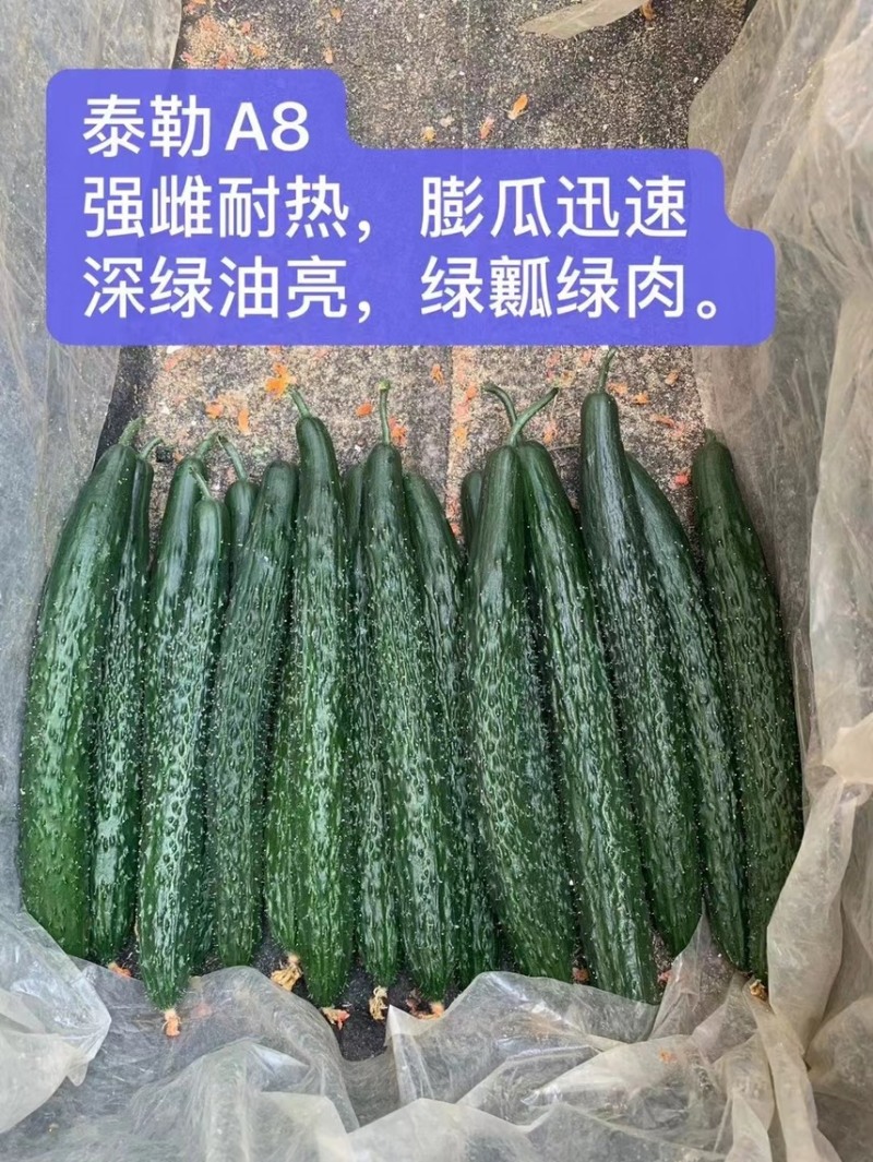 优质强磁黄瓜苗嫁接黄瓜苗苗厂直供油亮