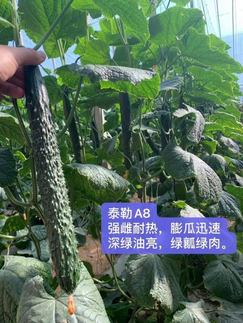 优质强磁黄瓜苗嫁接黄瓜苗苗厂直供油亮
