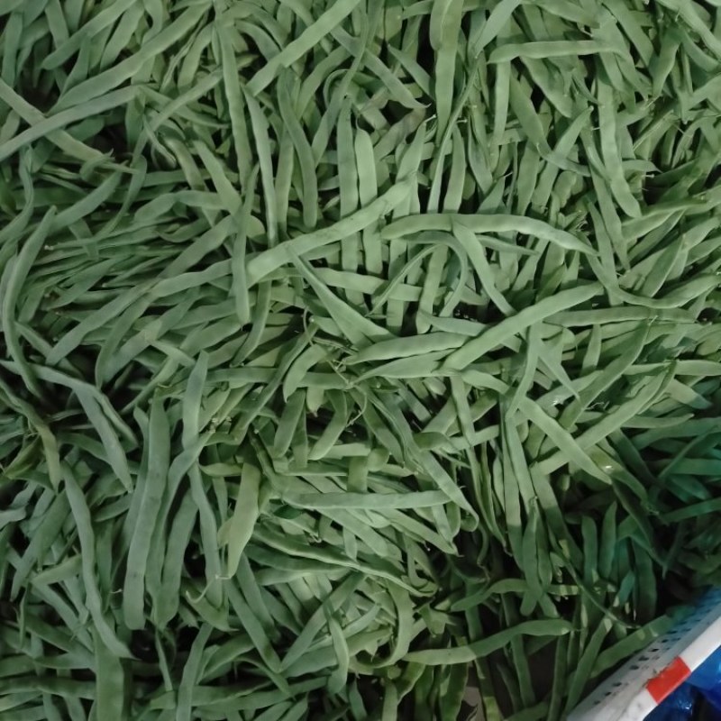 【热】山西四季豆应县扁豆白无丝品种齐全产地直发欢迎来电咨询