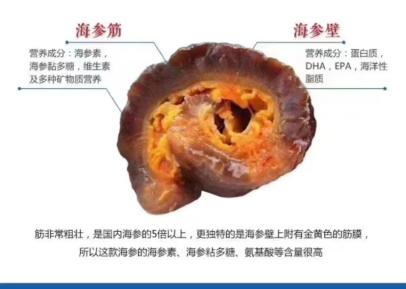 淡干加拿大参筒粗壮的金黄色内筋肉壁厚实软嫩