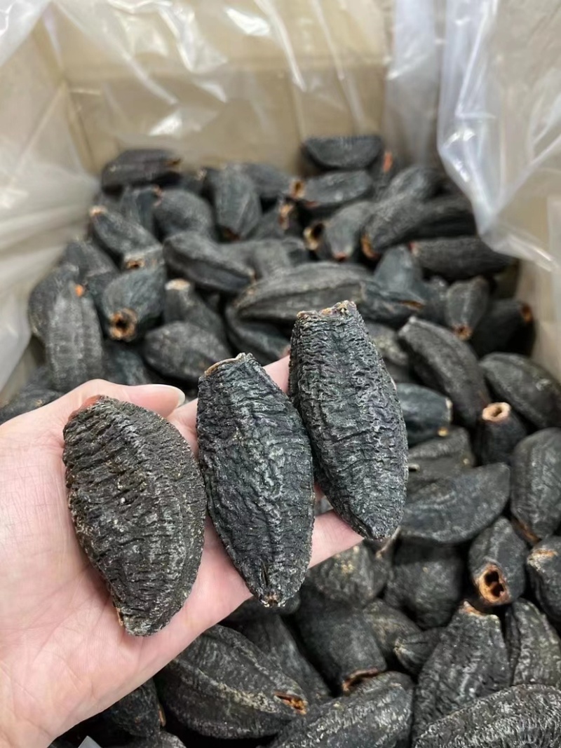 淡干加拿大参筒粗壮的金黄色内筋肉壁厚实软嫩