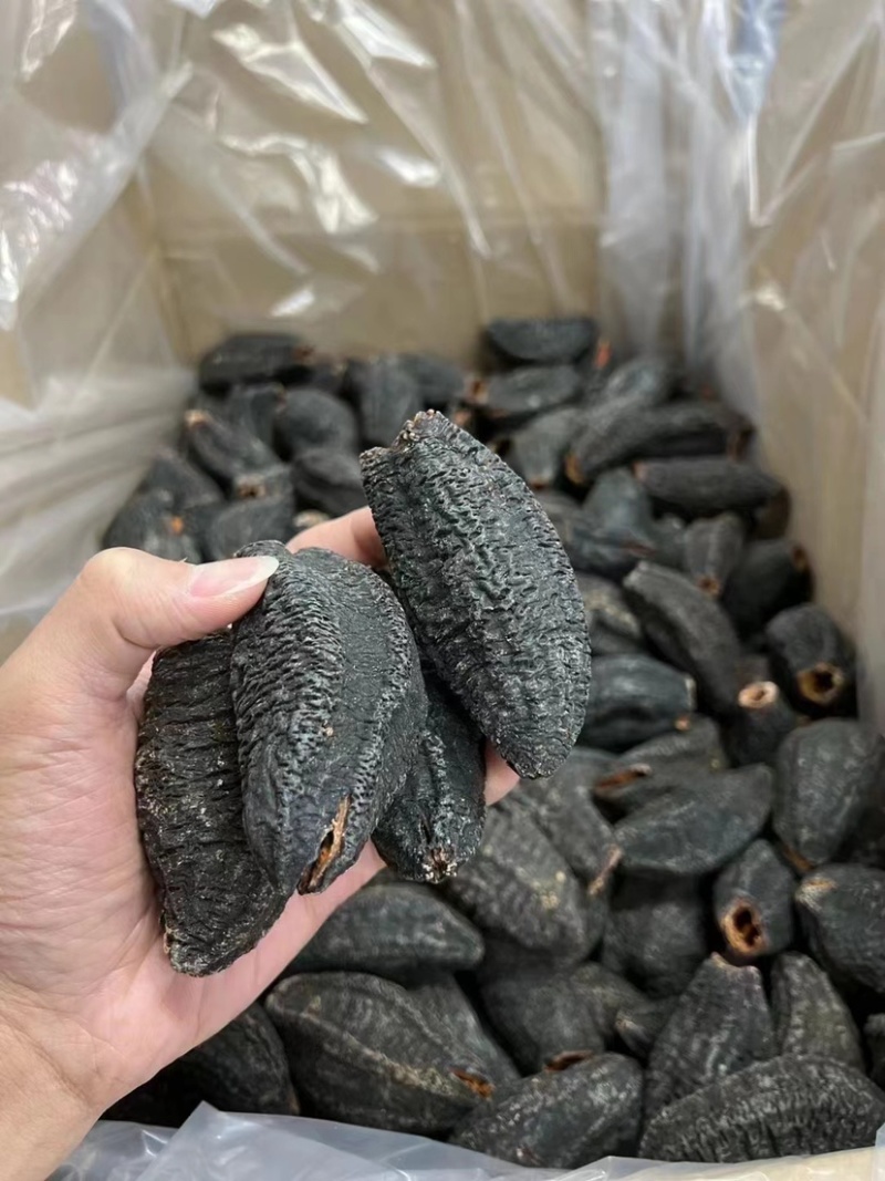 淡干加拿大参筒粗壮的金黄色内筋肉壁厚实软嫩