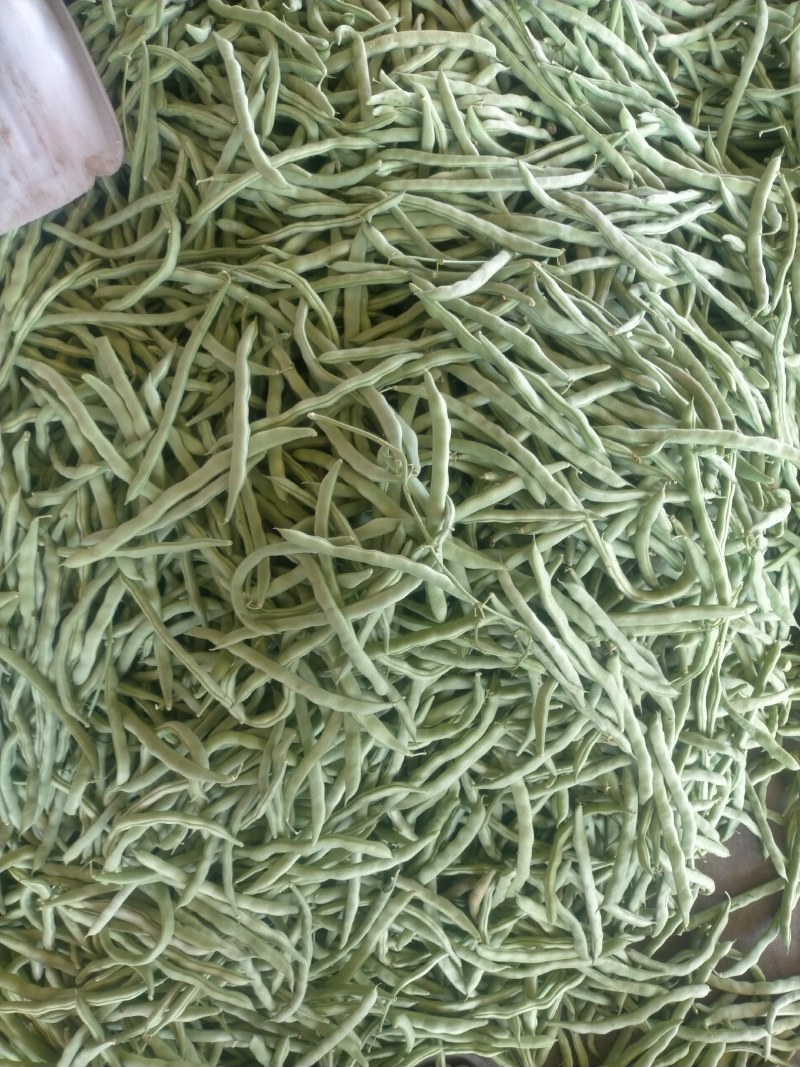 【热】山西四季豆应县扁豆白无丝品种齐全产地直发欢迎来电咨询