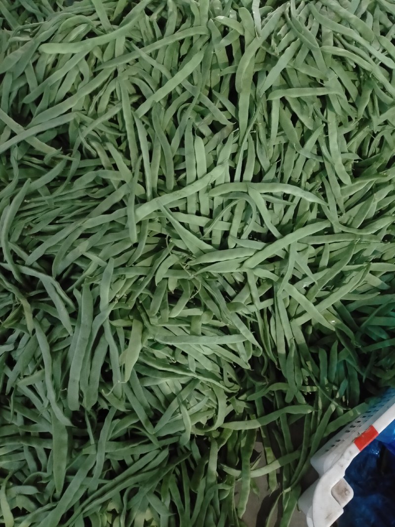 【热】山西四季豆应县扁豆白无丝品种齐全产地直发欢迎来电咨询