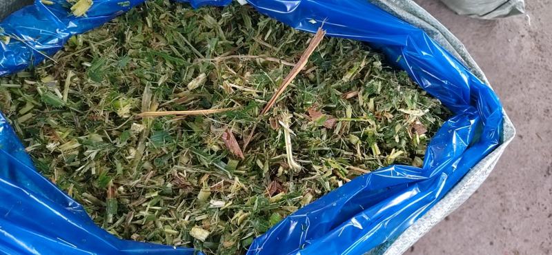 甜橡草青贮饲料