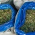 甜橡草青贮饲料