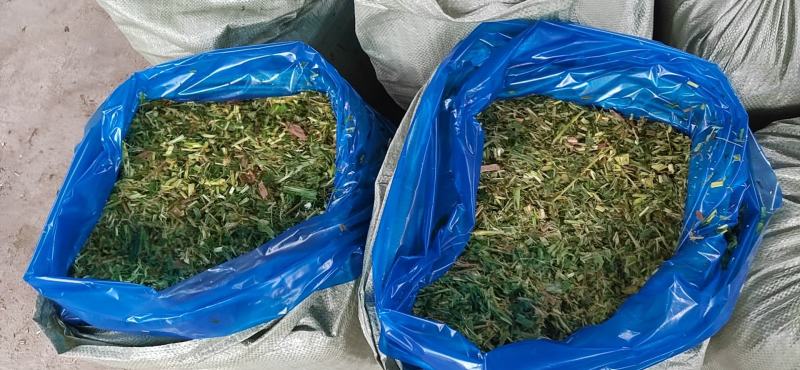 甜橡草青贮饲料