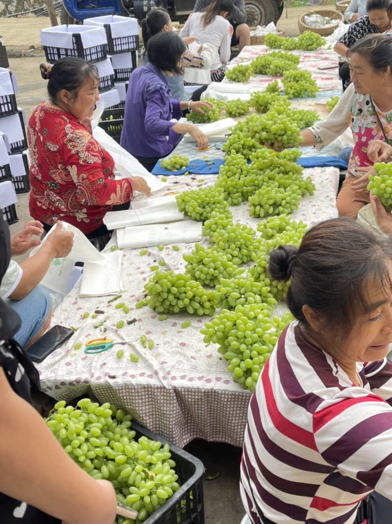 青提大量上市中