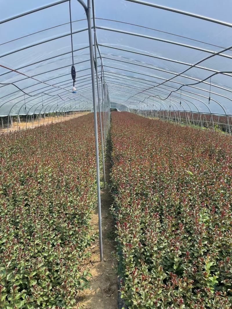 天鹅绒紫薇小苗，好看，价格便宜，买它，买它