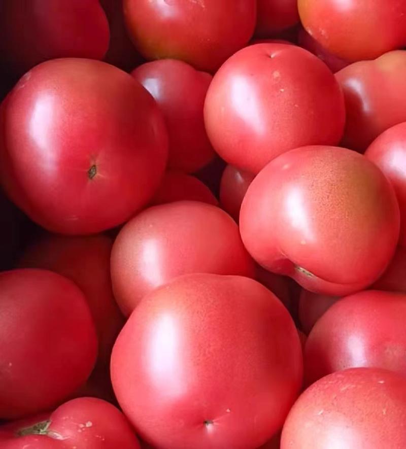 西红柿大红西红柿粉红西红柿产地直供看货论价