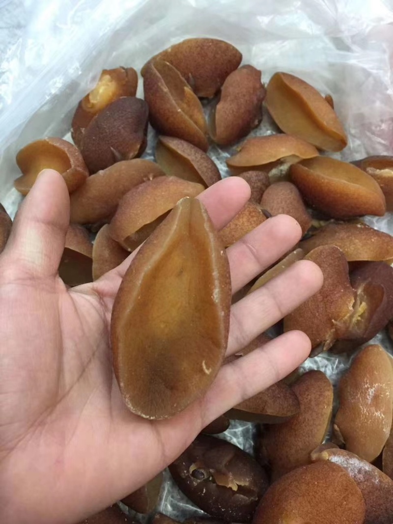 鲍螺肉新鲜干度好煲汤或闷煮5-10头