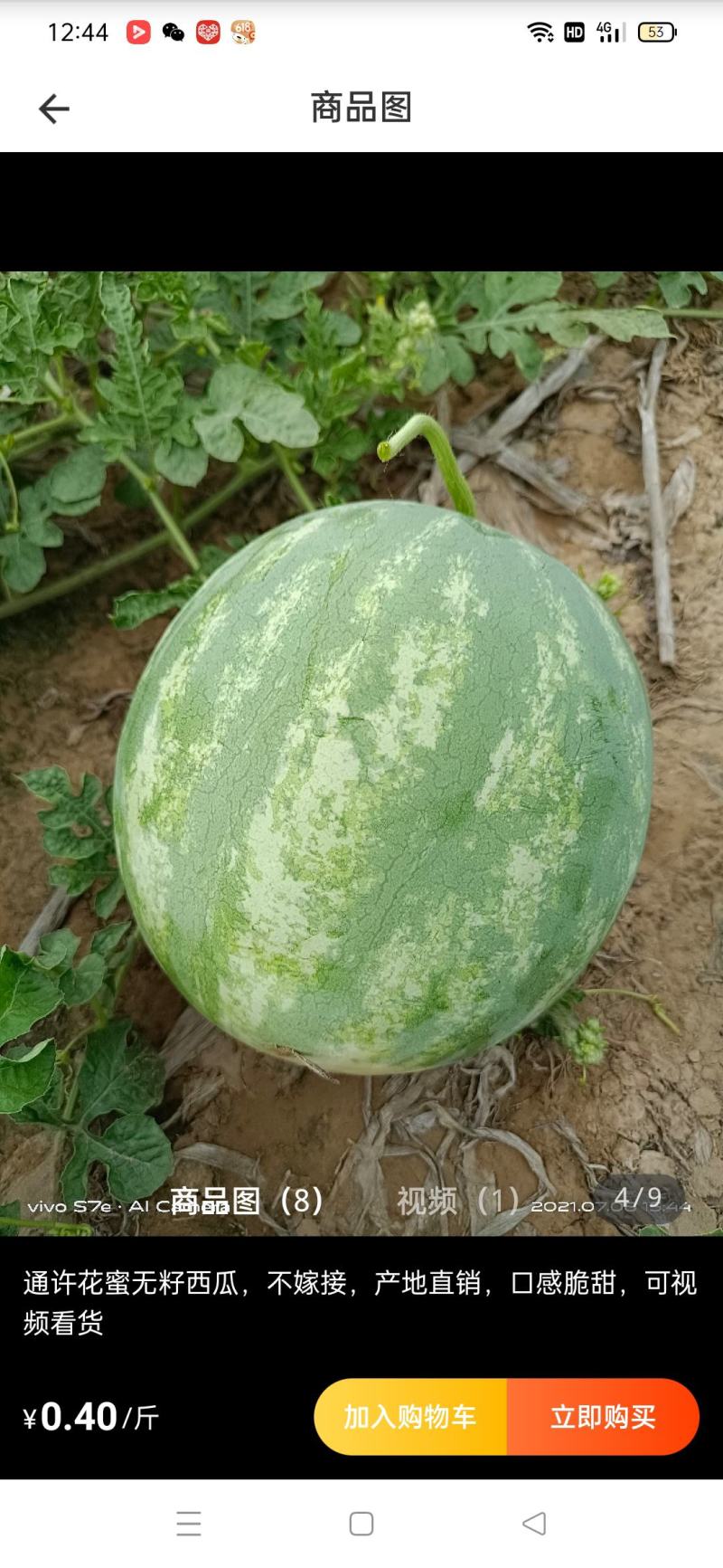 无子西瓜