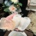 蝴蝶胶品质货腥味低深海鱼胶花胶25-40头/斤