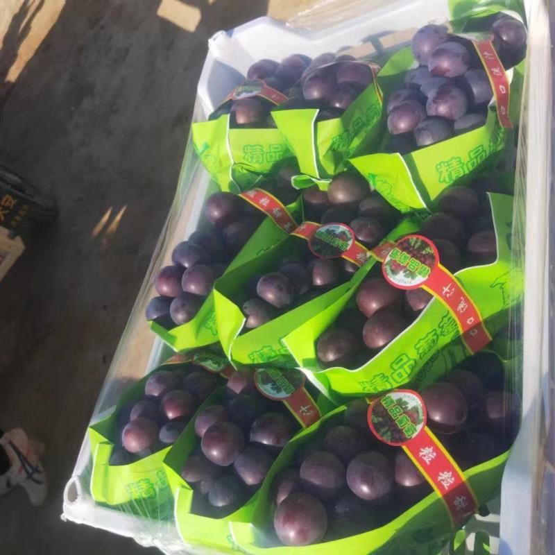 河北精品藤稔乒乓球大量上市，口感甜美，颗粒均匀。